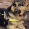 Guide Dog